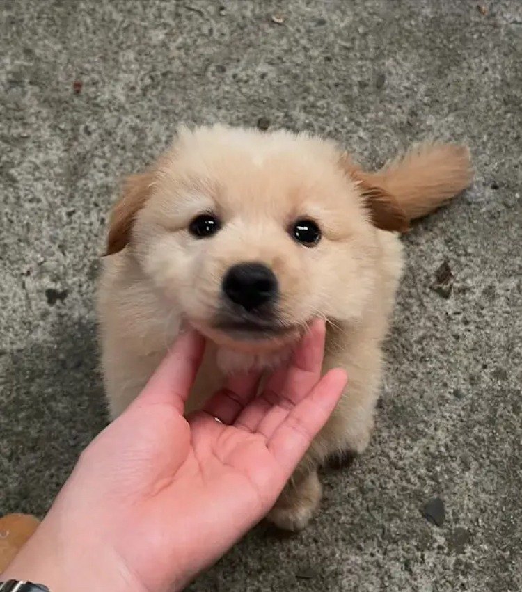 외국 유투브 채널에 소개된 한국 감자.jpg