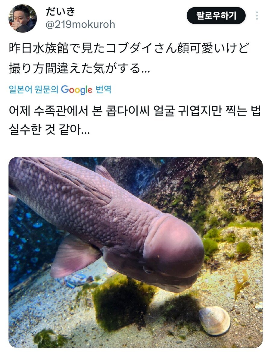 (주의)    딜돔