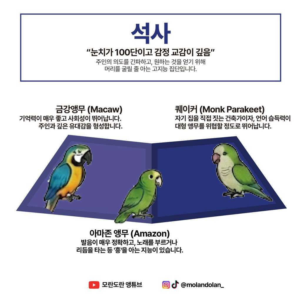 재미로 보는 앵무새 성향 & 지능 티어도