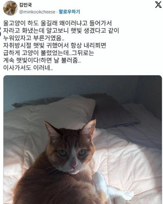 고양이가 하도 울길래 왜 이러나 했더니...
