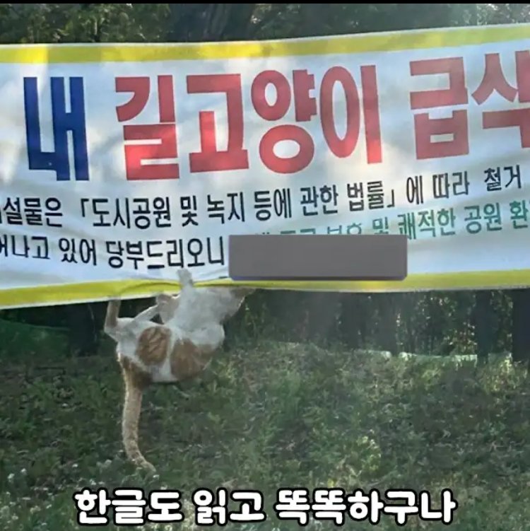 한글읽을줄아는게 분명한 녀석