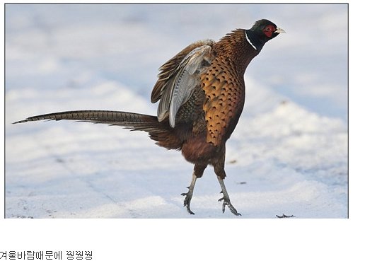 손이 시려워 꿩 발이 시려워 꿩 겨울바람 때문에~~~