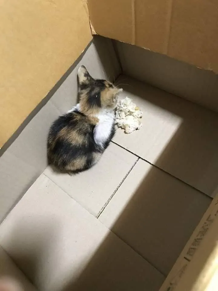 동물을 한번도 키워본적이 없는게 확실한 사람