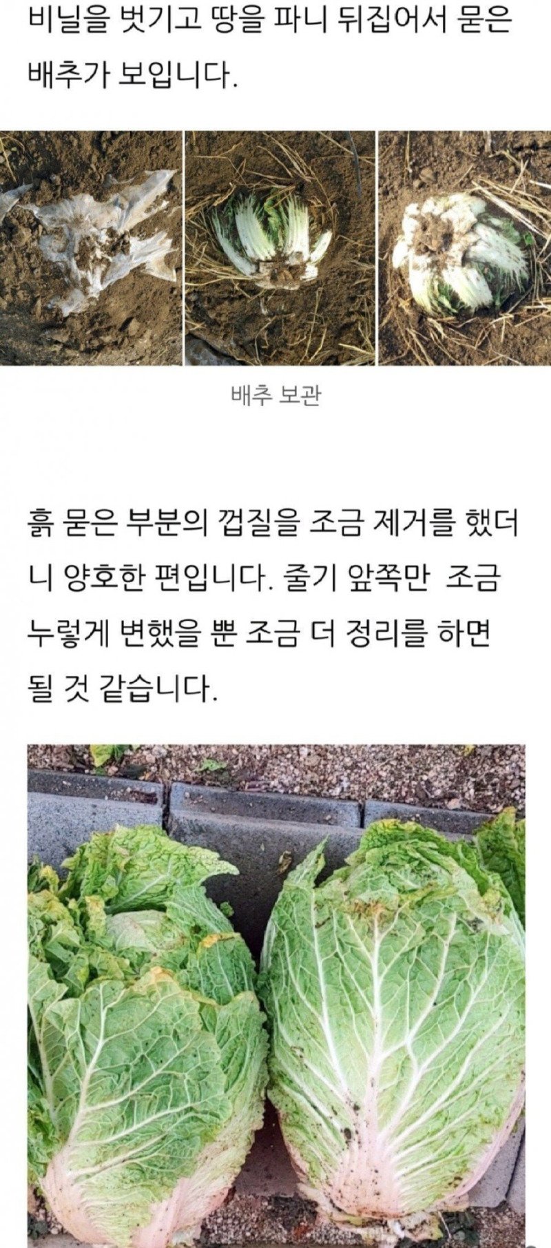 도시사람은 모르는 시골의 채소저장방법