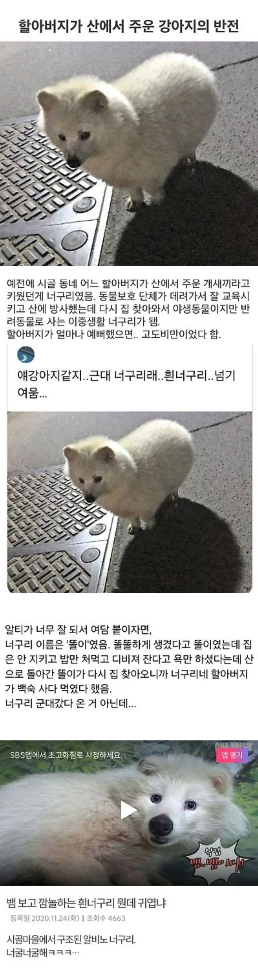 할아버지가 산에서 주워 키운 강아지의 반전