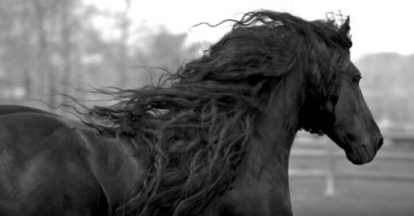 세계에서 가장 잘생긴 말.mp4