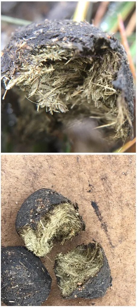 두쫀쿠 인기 끝내는 방법