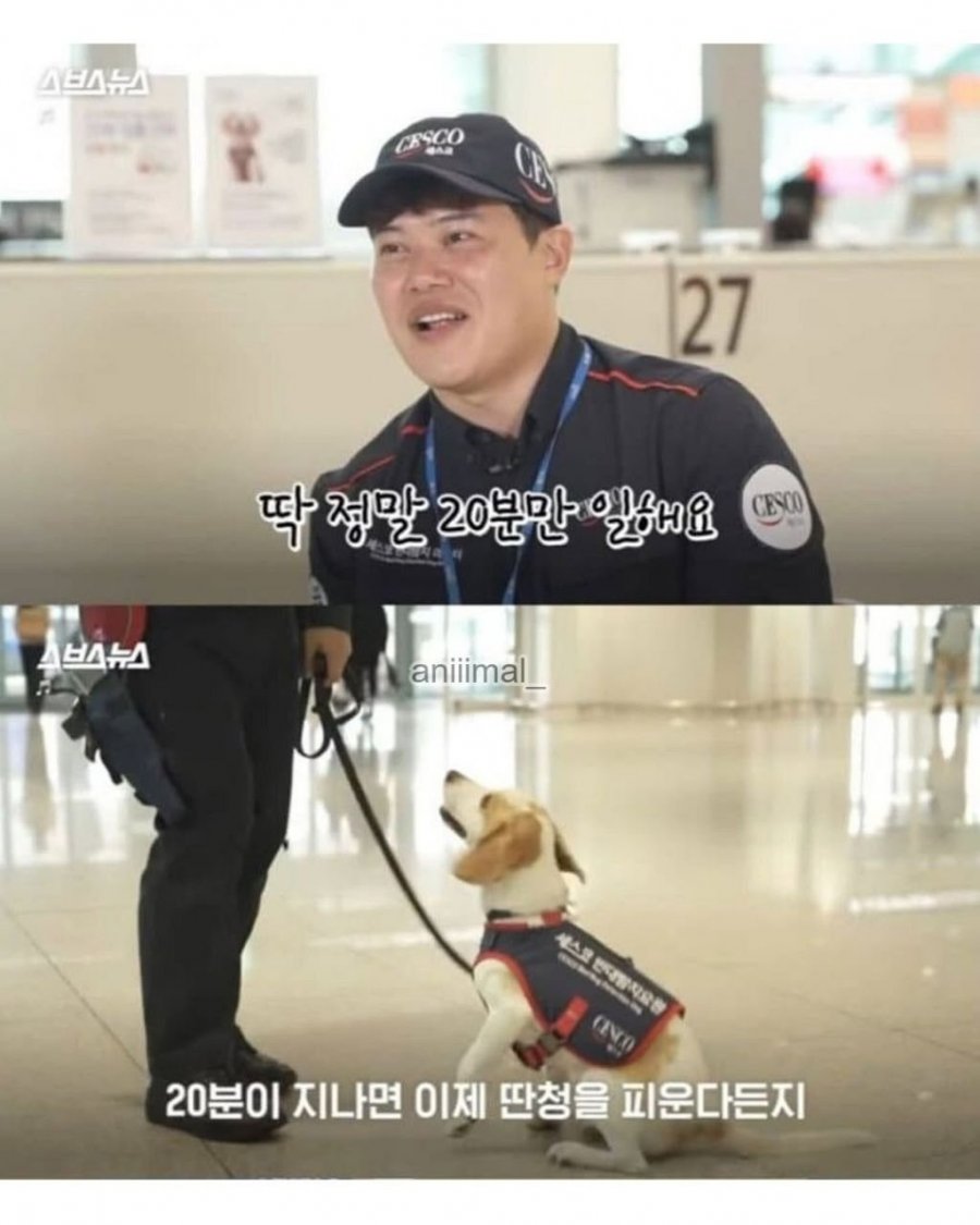 20분 일하고 30분 쉬는 댕댕이