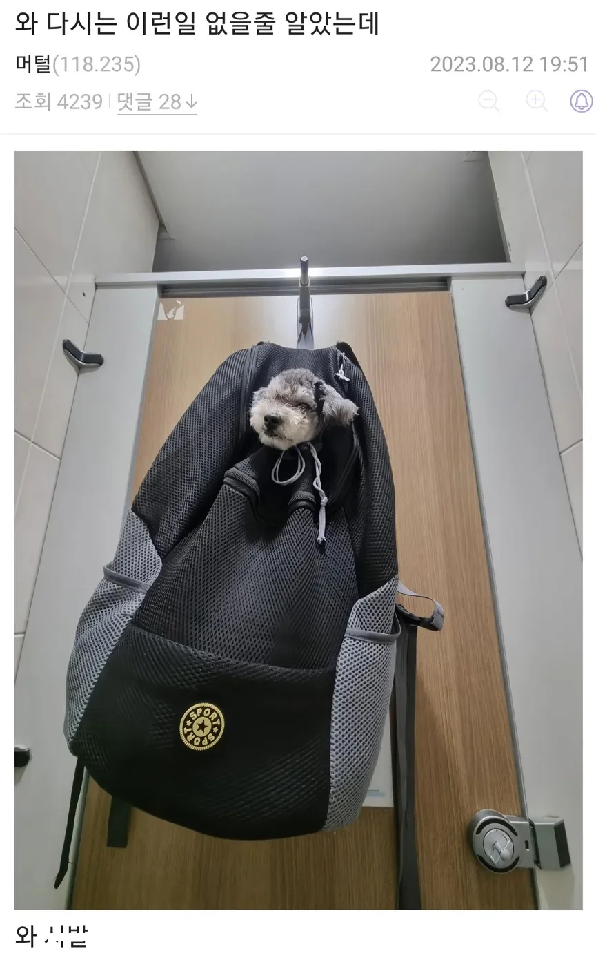 댕댕이랑 산책하다가 화장실이 급했던 견주 근황
