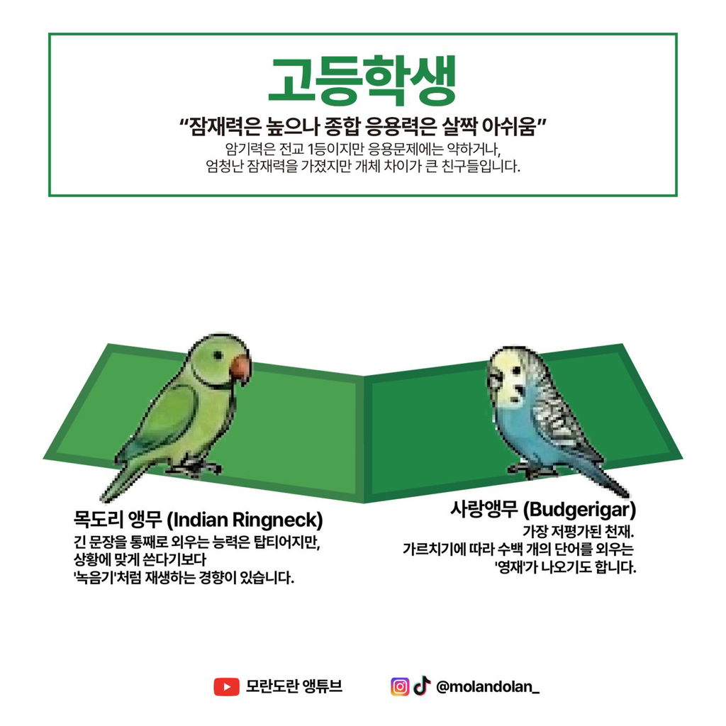 재미로 보는 앵무새 성향 & 지능 티어도