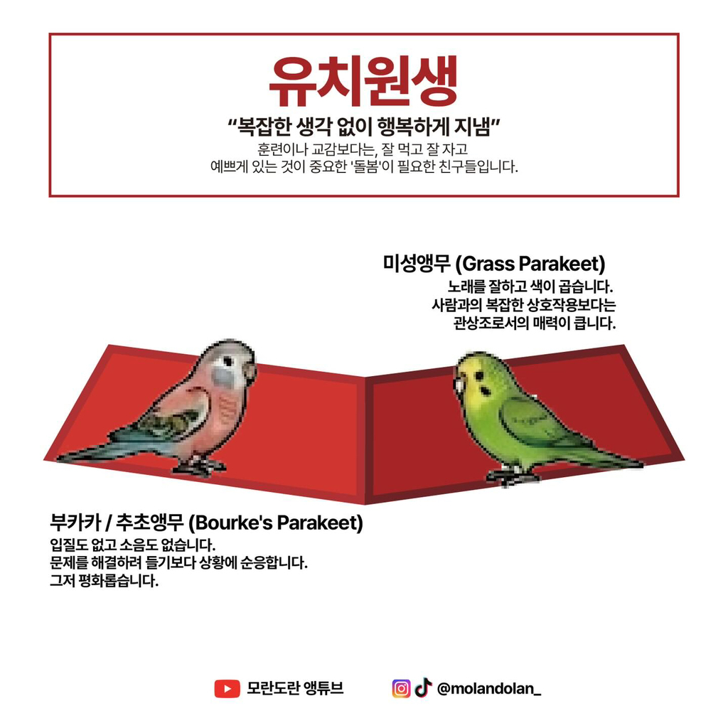 재미로 보는 앵무새 성향 & 지능 티어도