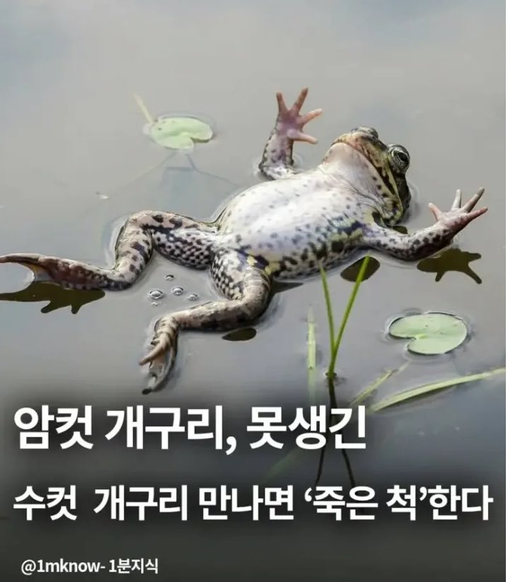 충격)개구리도 외모지상주의다jpg