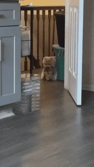 야 손님왔나. 나와서 인사해 gif