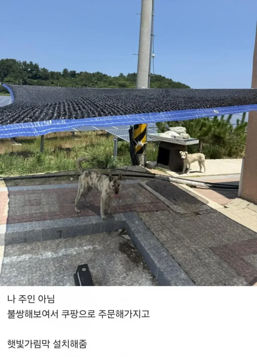 시골개들 땡볕아래 있는거 불쌍해서 가림막 설치해준 사람