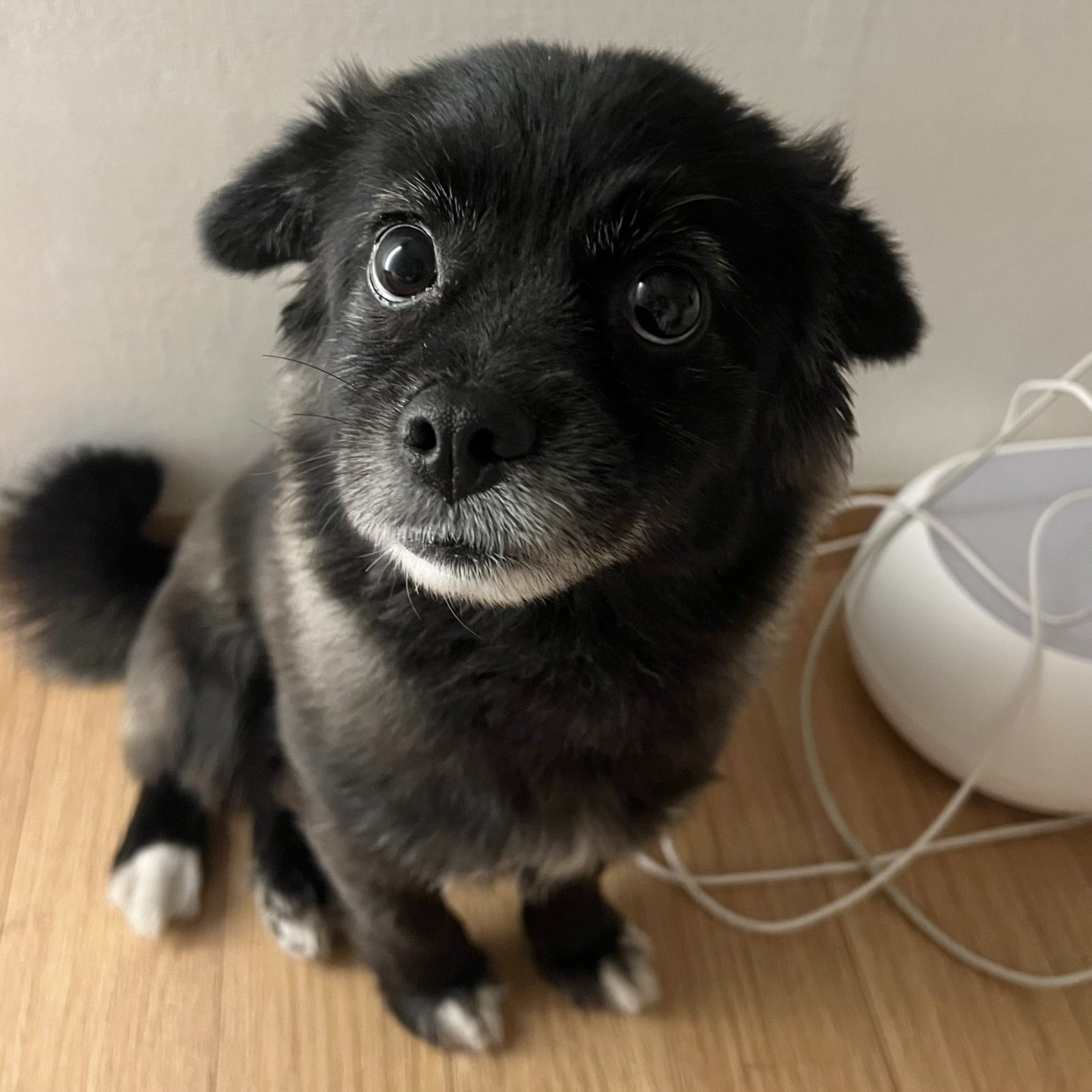 강아지 만져줘요 신호