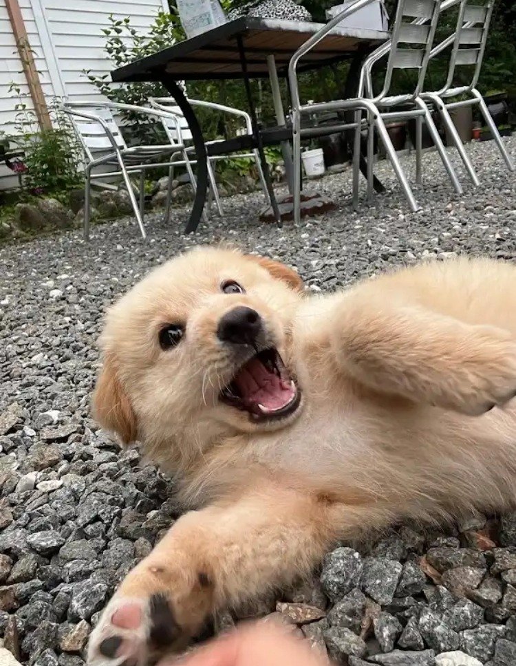 외국 유투브 채널에 소개된 한국 감자.jpg