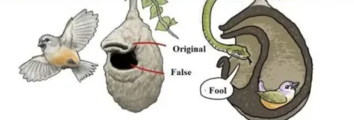 어느 새의 기발한 둥지 구조