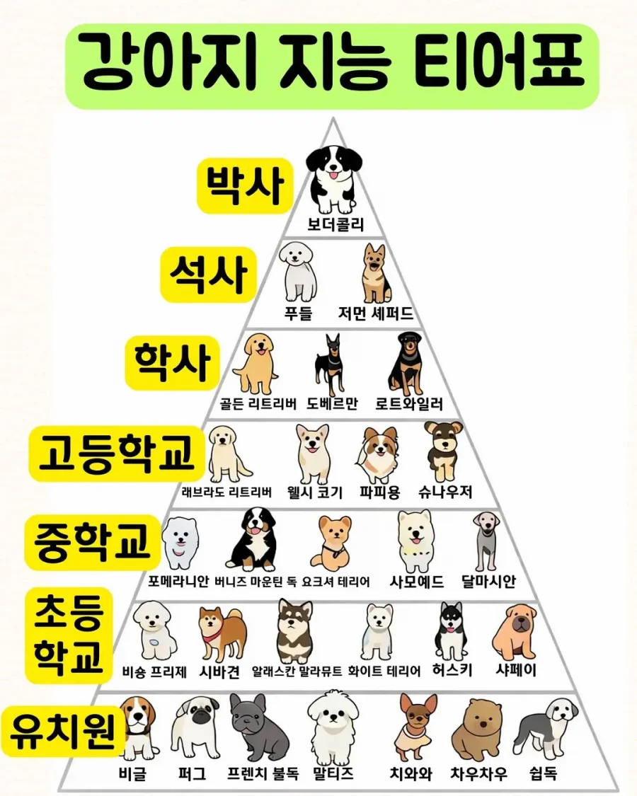 강아지 지능 티어표.jpg