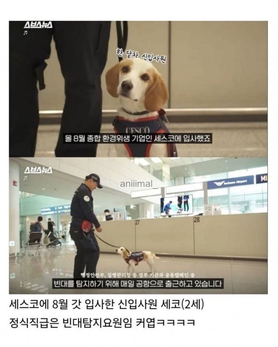 20분 일하고 30분 쉬는 댕댕이