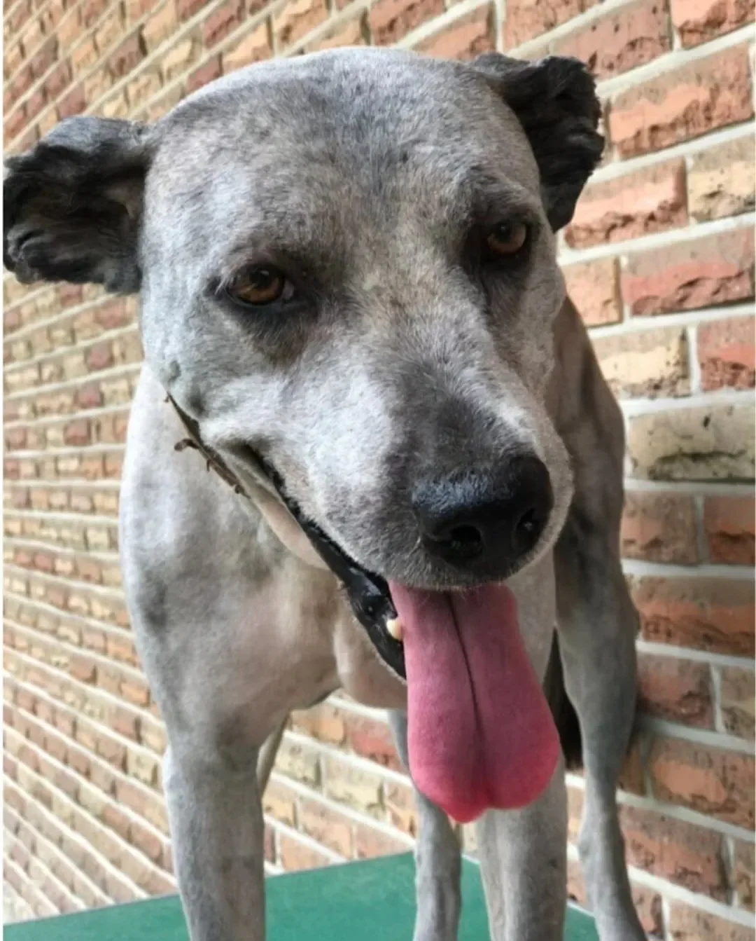 개충격인 삽살개 머리 밀었을때