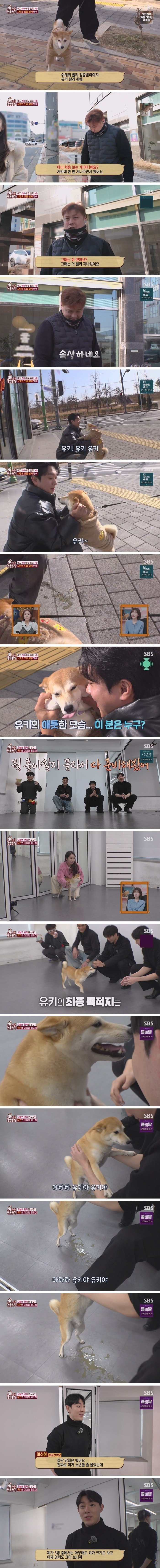 잘생긴 남자를 보면 실실웃고 오줌싸는 시바견.jpg
