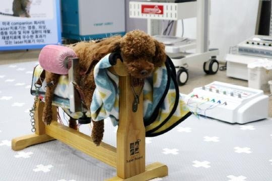 몸이 불편한 댕댕이를 위해 침술 놓는 병원