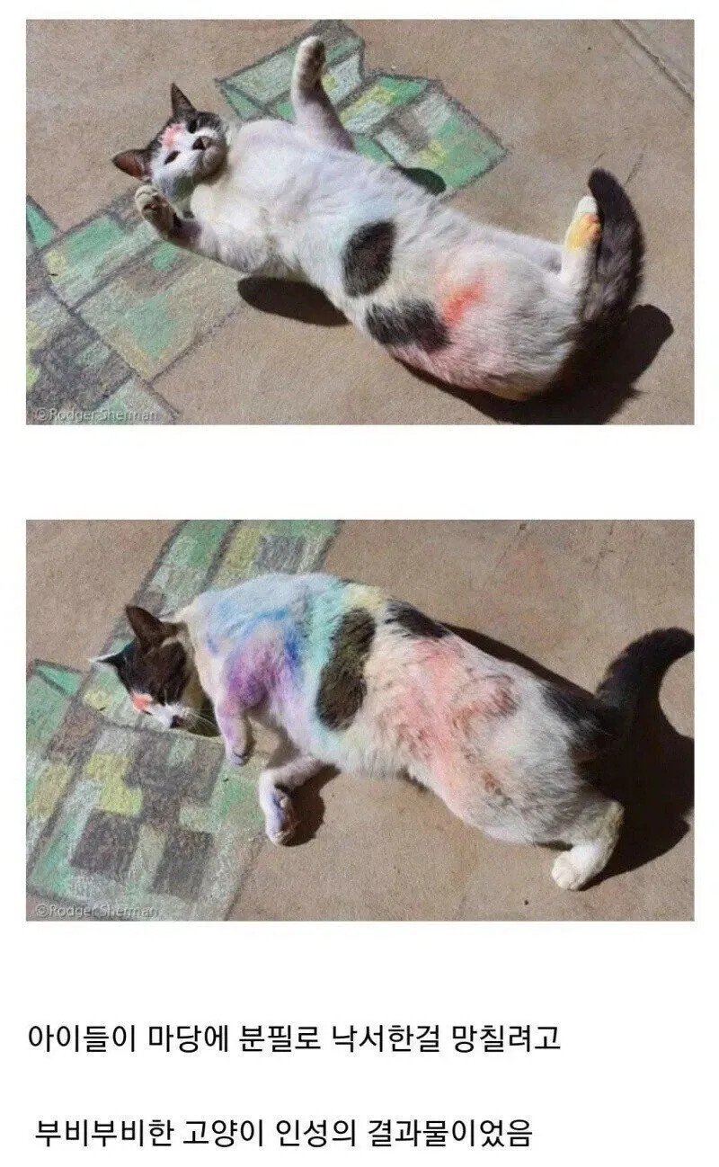 고양이가 동네에서 괴롭힘 당함