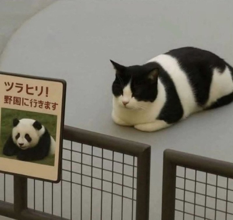 이력서에 거짓말을 썼지만 어쨌든 취업에 성공했을 때