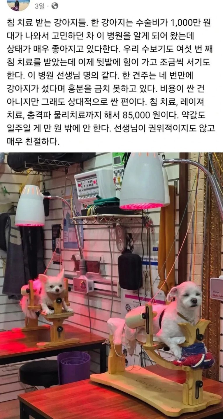 몸이 불편한 댕댕이를 위해 침술 놓는 병원