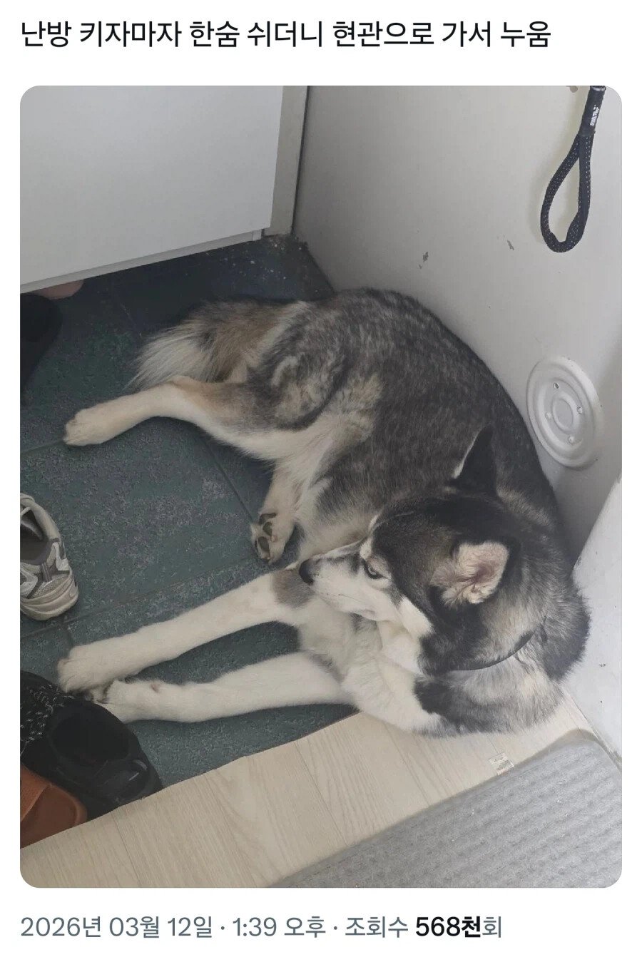 허스키 : .....에휴