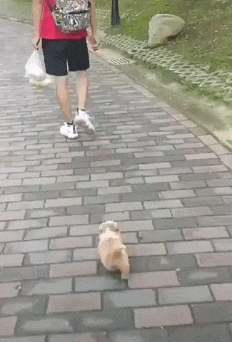 미행하다가 걸린 강아지.gif