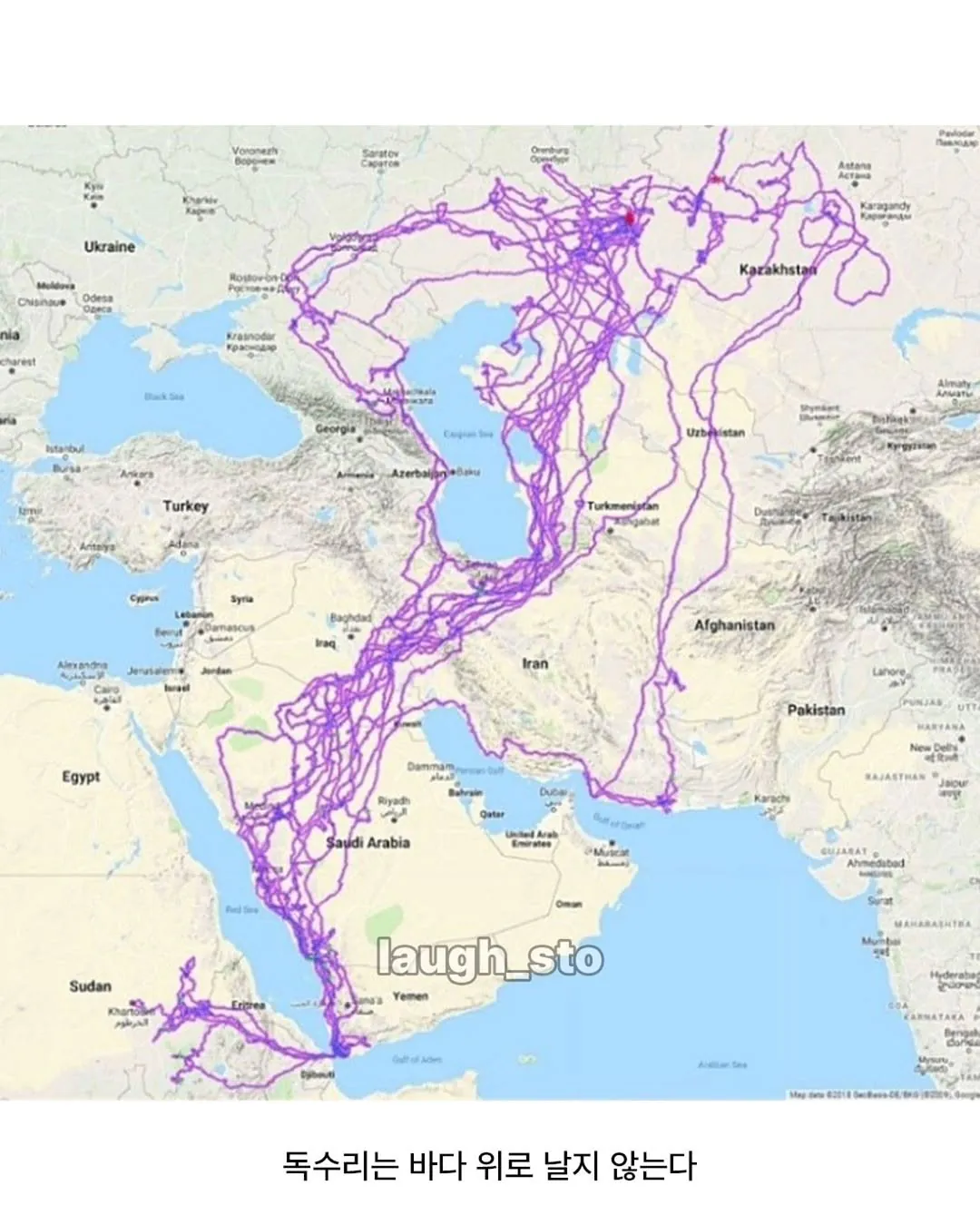 독수리에게 20년간 GPS를 달아보았다