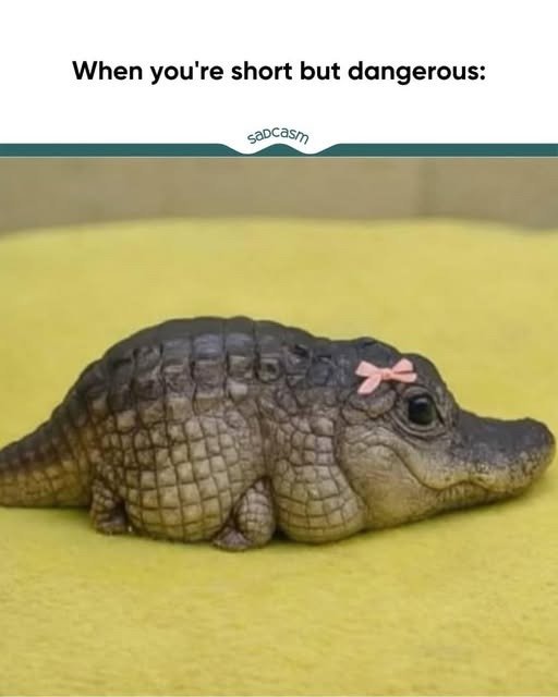 귀여운 거 몇 장 보고들 가쇼.