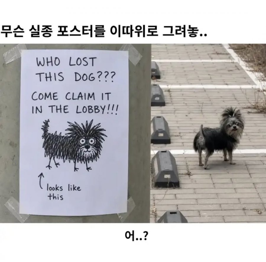 이렇게 생긴 강아지 못 보셨어요?.jpg