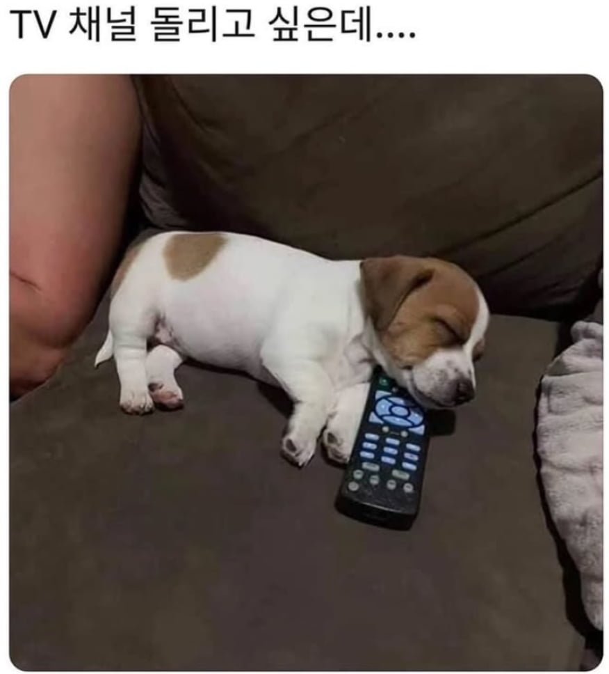 귀여운 댕댕이