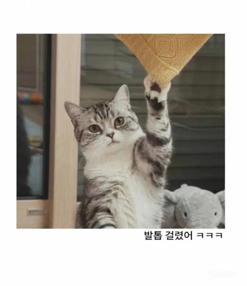 고양이가 있는 거실이 너무 조용해서 가봤더니