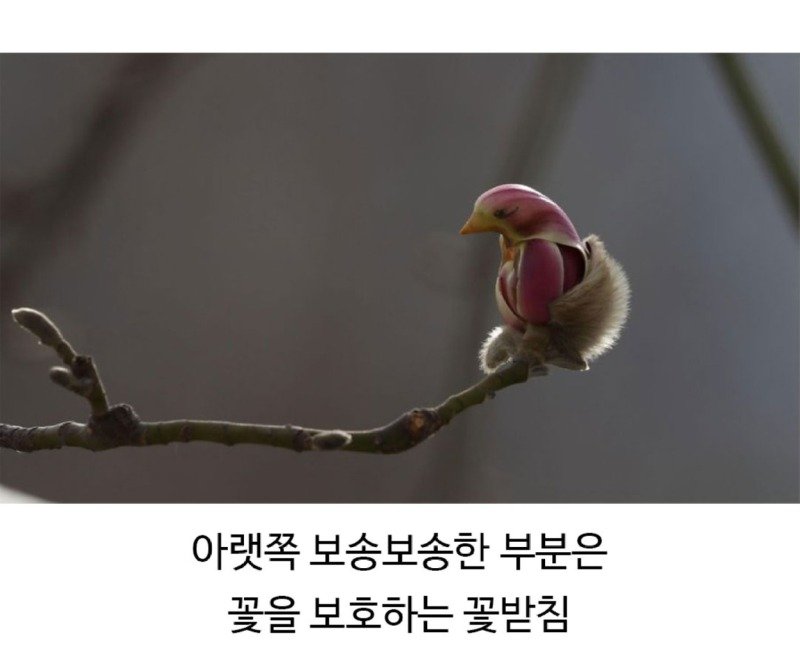 새를 닮은 꽃 