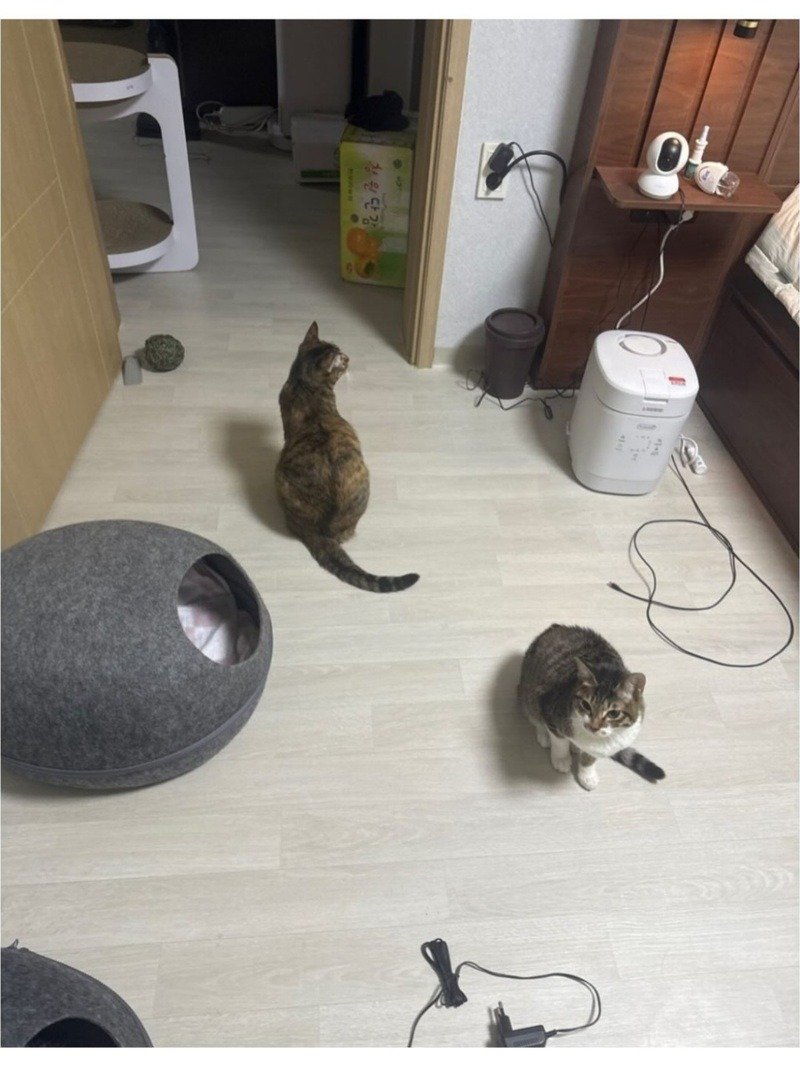 울집 냥이 밥달라할때 모음