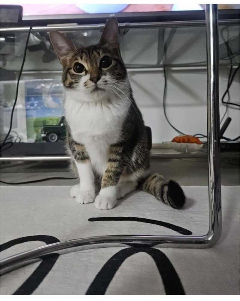 울집 냥이 밥달라할때 모음