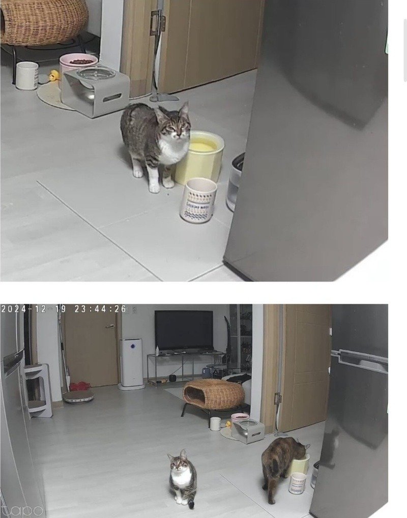 울집 냥이 밥달라할때 모음