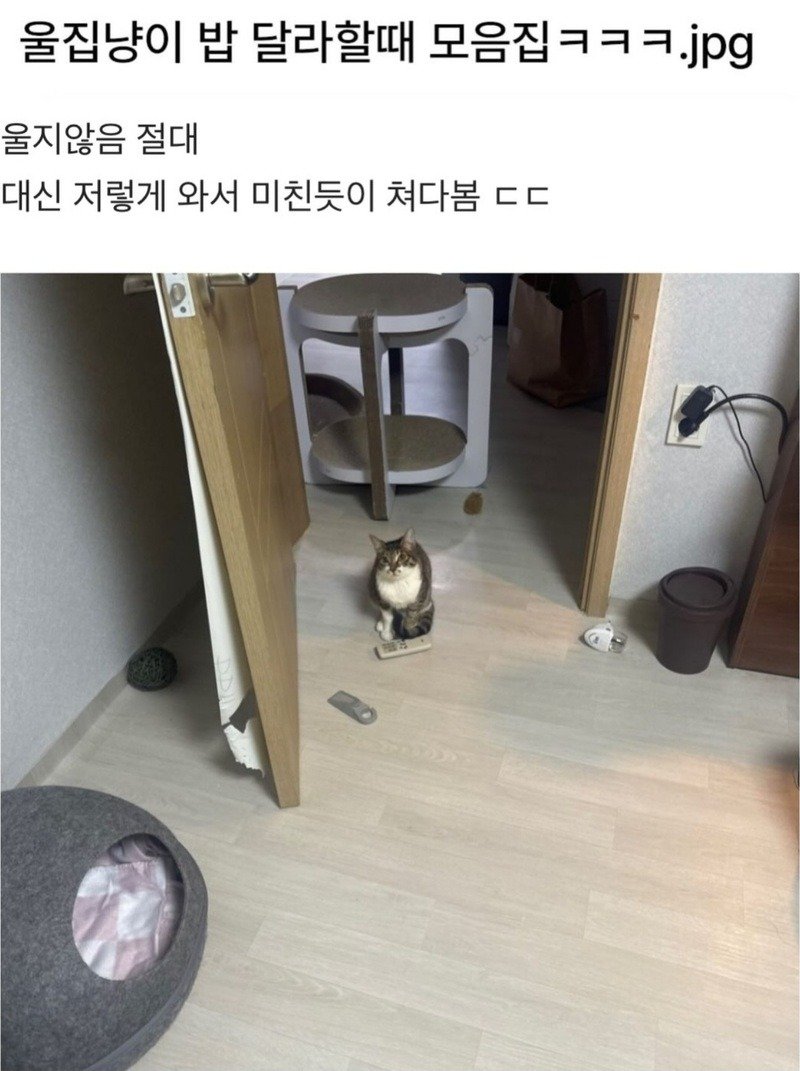 울집 냥이 밥달라할때 모음