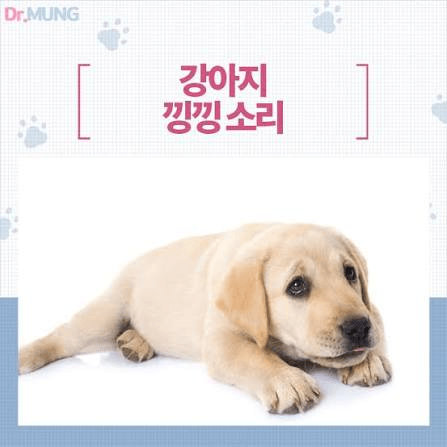 개들의 문법에 대해서 알아봐요