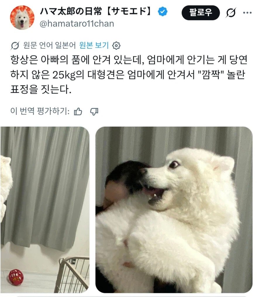 강아지 