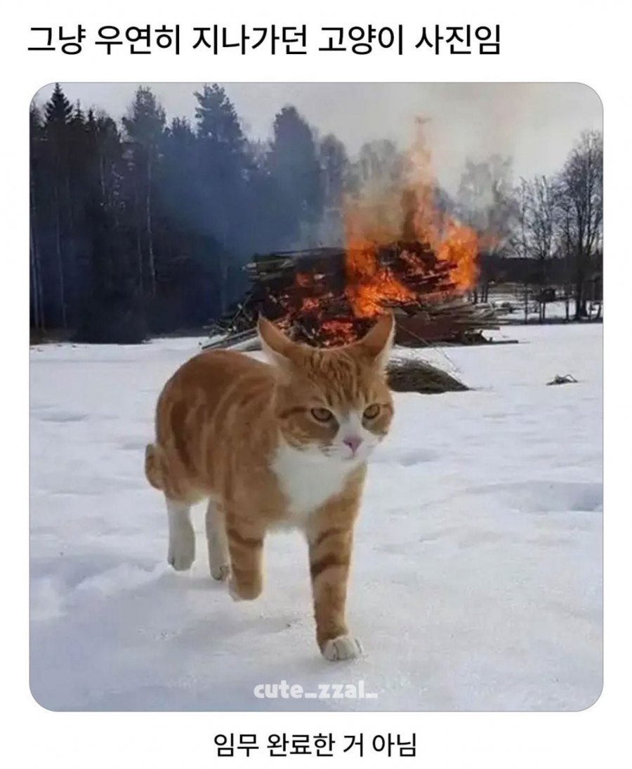 그냥 지나가던 고양이 사진임