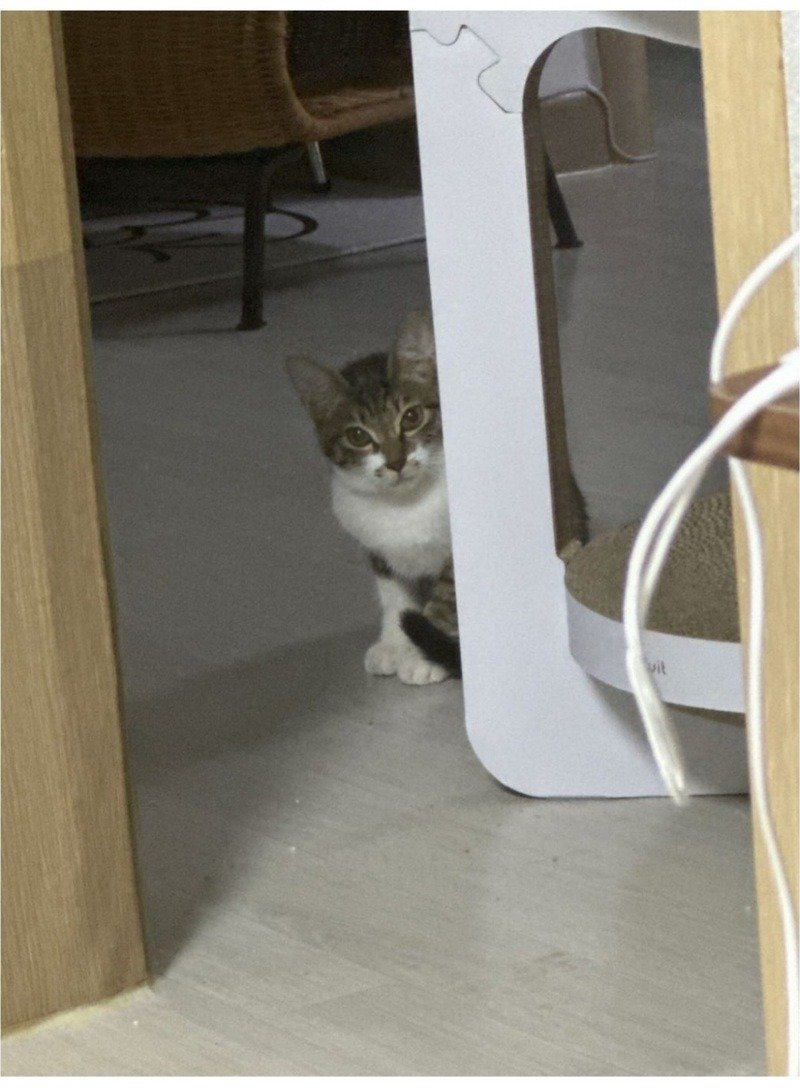 울집 냥이 밥달라할때 모음