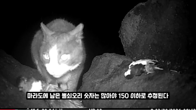 어쩌다 고양이 살처분론까지 나오게 됐을까? 진짜 범인을 알려드림