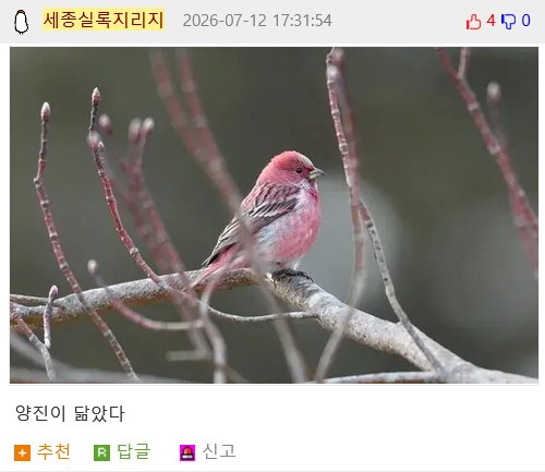 새를 닮은 꽃 