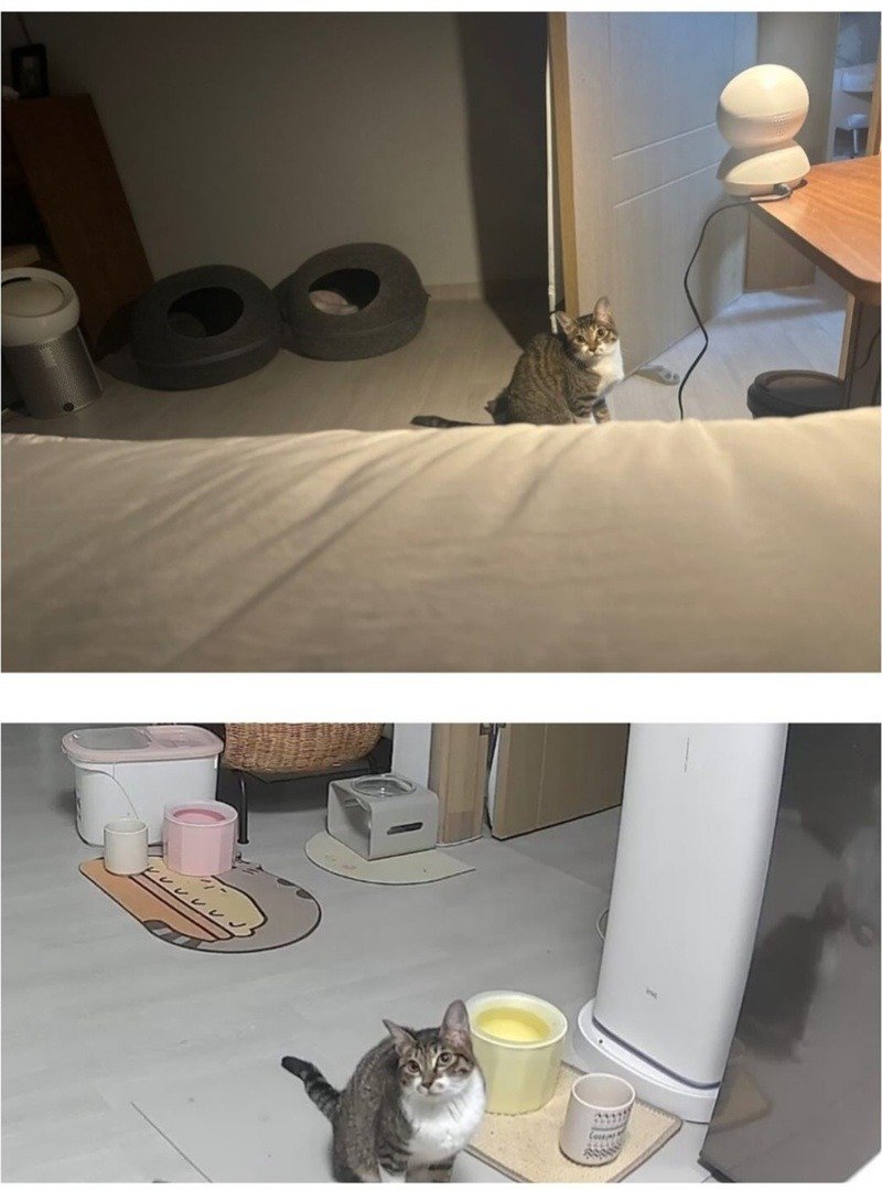 울집 냥이 밥달라할때 모음