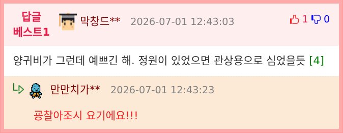 양귀비 집 앞 마당에 피어났는데 경찰에 신고하니까 아아 ㅋㅋ 관상용 양귀비입니다