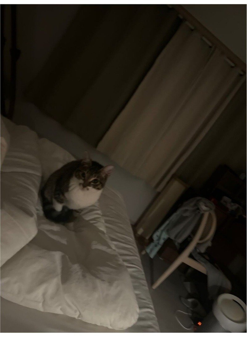 울집 냥이 밥달라할때 모음